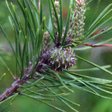 Pinus virginiana (Virginia Pine, Scrub Pine, Jersey Pine)