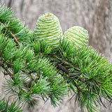 Cedrus deodara (Deodar Cedar)