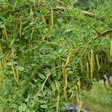 Caragana arborescens (Siberian Pea Tree)