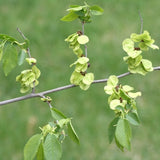 Ulmus pumila (Siberian Elm)