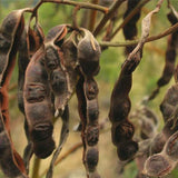 Acacia decurrens mollis (Black Wattle)