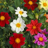 Dahlia variabilis (Dwarf Single Mix)