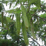 Delonix regia (Flamboyant, Flame Tree, Royal Poinciana)