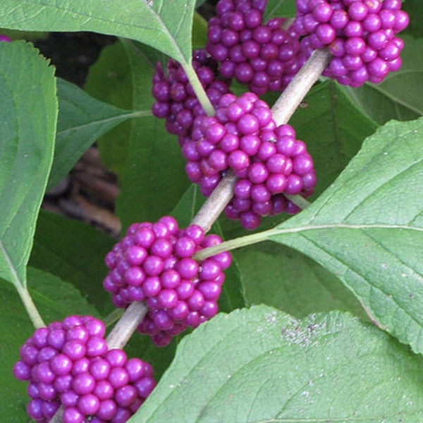 Callicarpa