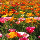 ESCHSCHOLZIA californica 'Mission Bells' (California Poppy, Semi-Double Mix  - Mission Bells)