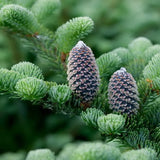 Abies fraseri (Fraser Fir)