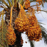 Phoenix dactylifera (Date Palm Tree)