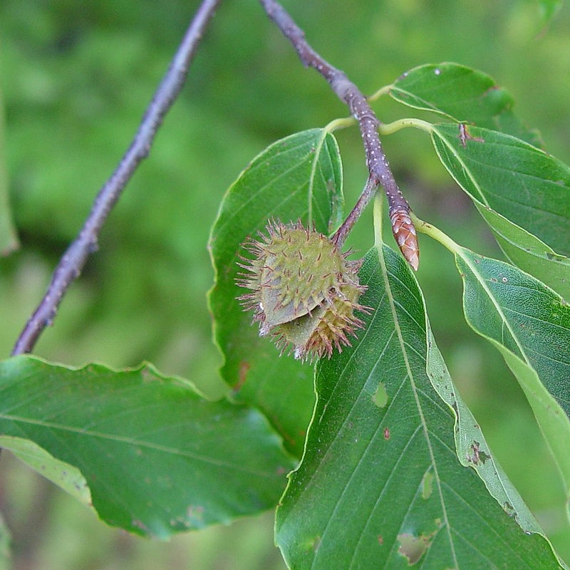 Fagus americana (grandifolia) (American Beech)