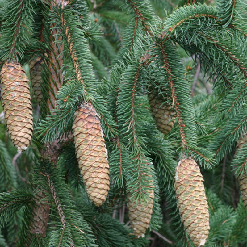 Picea retroflexa (Brush Needle Spruce, Tapao Shan Spruce, Green Dragon Spruce)