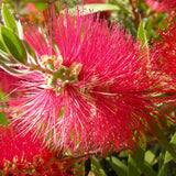 Callistemon citrinus (Scarlet bottle Brush)