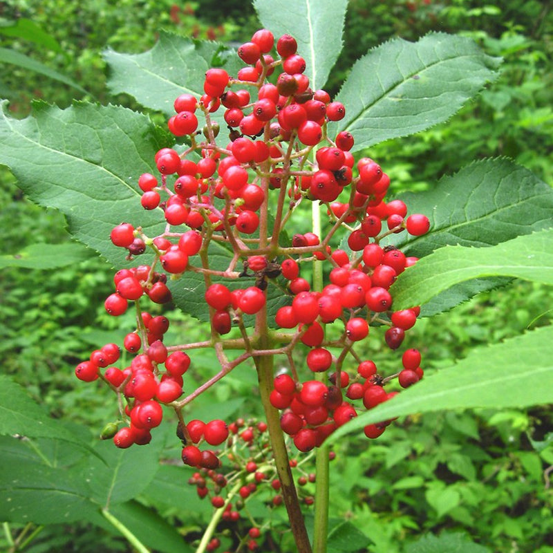 Sambucus racemosa (European Red Elderberry)