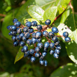 Viburnum tinus (Laurustine, Laurustinus Viburnum)