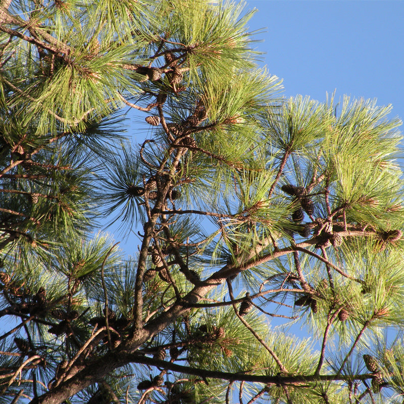 Pinus durangensis (Durango Pine)