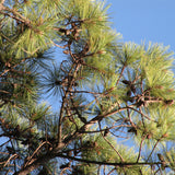 Pinus durangensis (Durango Pine)