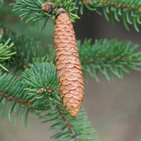 Picea asperata (Dragon Spruce)