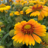 GAILLARDIA aristata (Yellow Gaillardia)