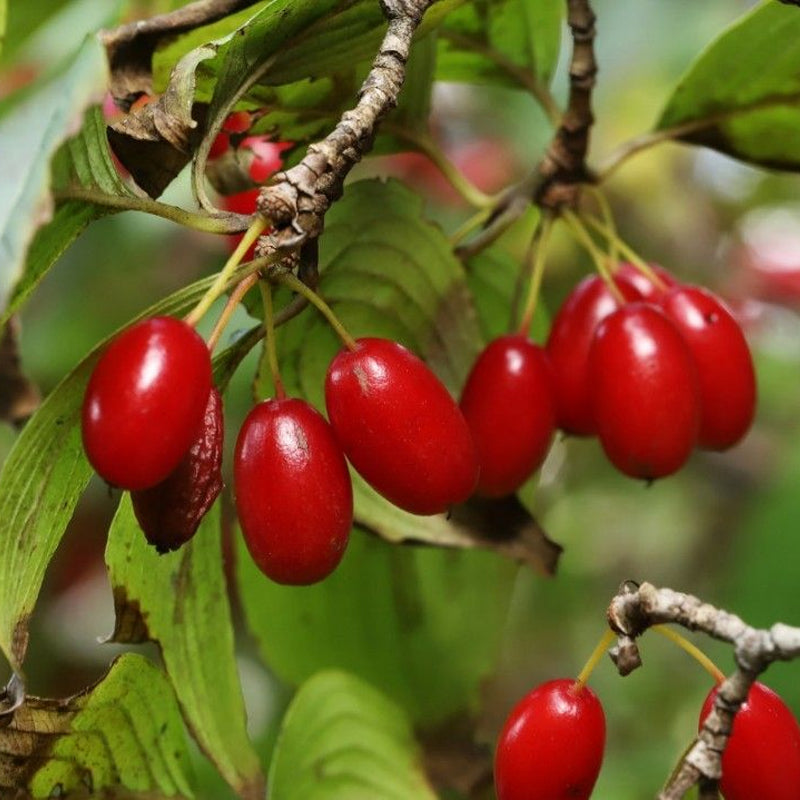 Cornus officinalis (Asiatic Dogwood, Japanese Cornelian Cherry)