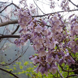 Paulownia tomentosa (Princess tree, Foxglove Tree)