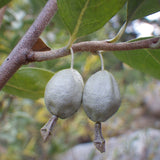 Elaeagnus commutata (American Silverberry, Wolf Willow)