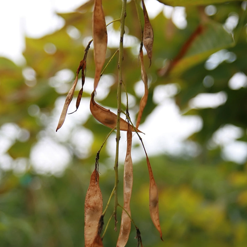 Cladrastis lutea (Yellowwood)