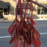 Acer freemanii (Partial de-winged) Freeman Maple
