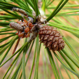 Pinus echinata (Shortleaf Pine)