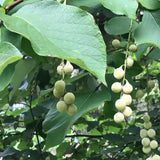 Styrax obassia (Fragrant Snowbell)