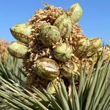 Yucca brevifolia (Joshua Tree, Yucca Palm, Tree Yucca)