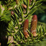 Abies balsamea (Lake State) (Balsam Fir, Canadian balsam, Eastern fir, Bracted balsam fir)