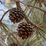 Pinus torreyana (Torrey Pine, Del Mar Pine, Soledad Pine)