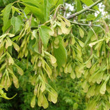 Acer negundo d.w. (Boxelder Maple, Box Elder, Manitoba Maple, Ash-leaved Maple)