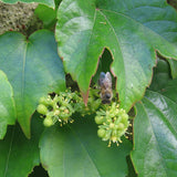 Parthenocissus tricuspidata (Boston Ivy, Grape Ivy, Japanese Creeper, Japanese Ivy, Woodbine)