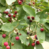 Amelanchier ovalis c.s. (European Amelanchier, Snowy Mespilus)