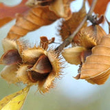 Fagus orientalis (Oriental Beech)