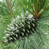 Pinus koraiensis (Korean Pine)