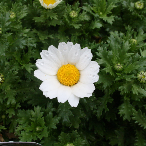 Chrysanthemum paludosum Creeping Daisy