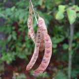 Robinia pseudoacacia (Black Locust, Yellow Locust, False Acacia)