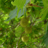 Platanus orientalis c.s. (Oriental Planetree)