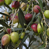 Olea europaea (Olive Tree)