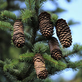 Picea abies Southern Europe (Southern European Spruce)