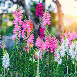 ANTIRRHINUM majus 'Tetra Mix' (Snapdragon, Mixed)