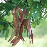 Gleditsia triacanthos (Honey locust, Honeylocust)