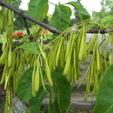 Fraxinus americana  (White Ash) wings