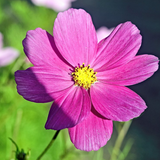 COSMOS bipinnatus 'Dazzler' (Cosmos, Crimson)