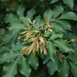 Fraxinus ornus (Flowering Ash)