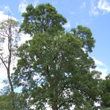 Fraxinus latifolia (Oregon Ash)