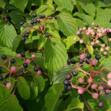 Cornus controversa (Giant Dogwood)