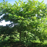 Juglans mandshurica (Manchurian Walnut)