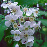 Crataegus succulenta (Fleshy Hawthorn)