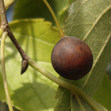 Celtis australis (European Nettle, Lote Tree, Mediterranean Honeyberry)